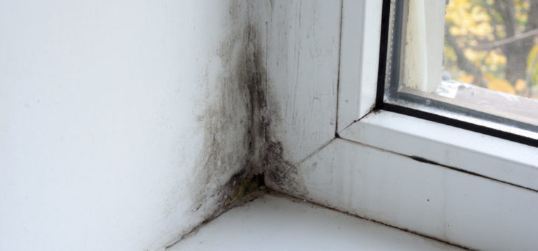 Mold in the corner of a window sill.