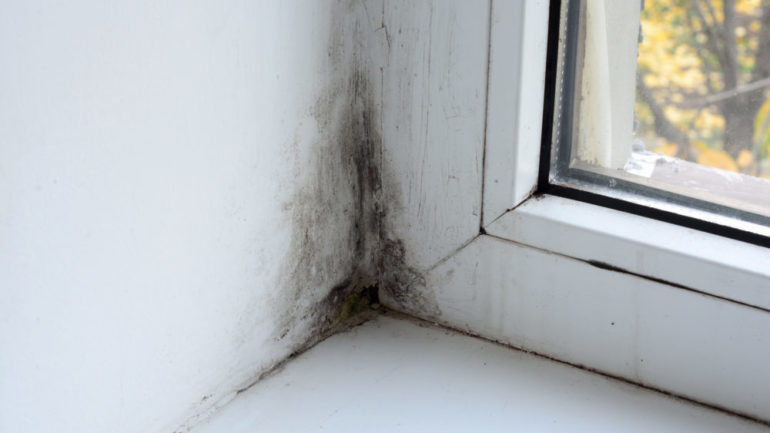 Mold in the corner of a window sill.