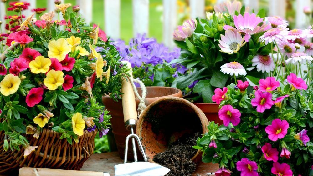 Beautiful Blooms Enhance Summer Curb Appeal