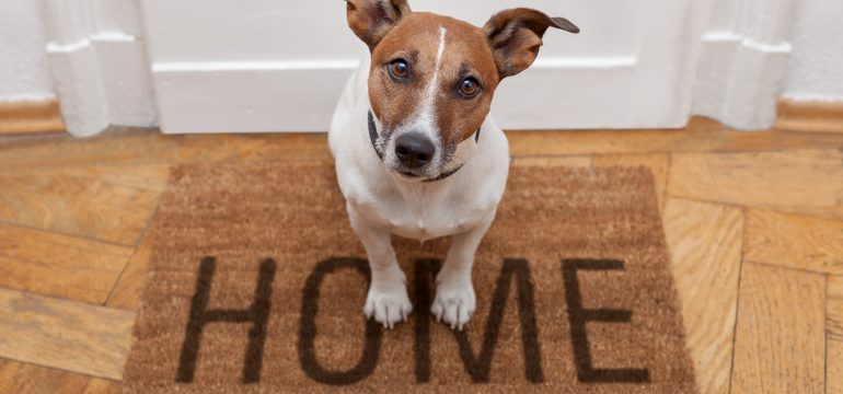 Tips on Selling a Home with Pets