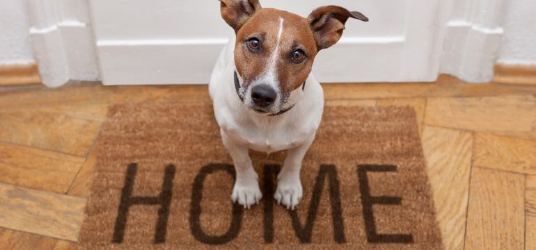 Tips on Selling a Home with Pets
