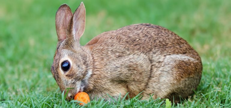 Protect Your Outdoor Plants From Being Gobbled Up