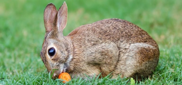 Protect Your Outdoor Plants From Being Gobbled Up