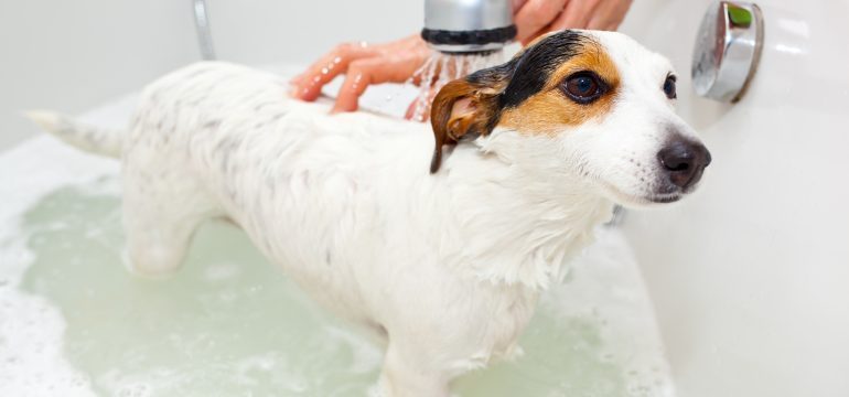 Keeping Your Pets and Home Squeaky Clean
