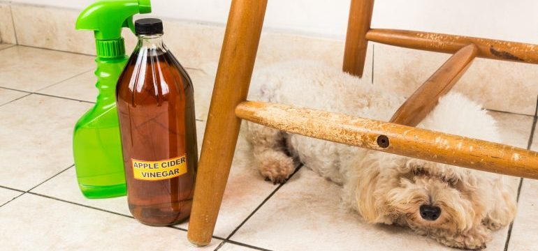 How to Keep Your House From Smelling Like a Dog … Or a Cat
