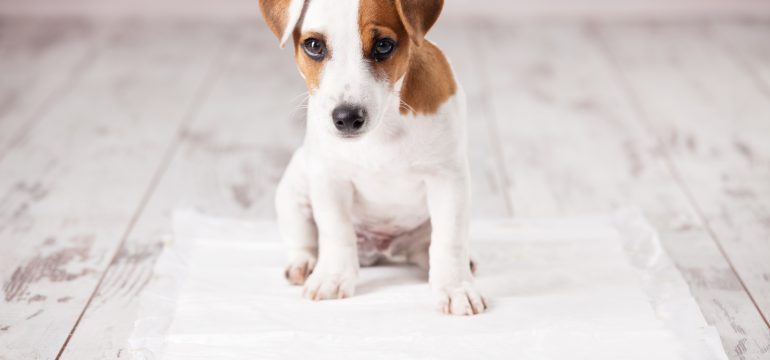 When Accidents Happen: Removing Pet Stains and Odors on Floors