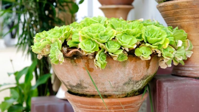 Potted Plants Are Perfect for Outdoor Winter Staging