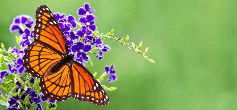 5 Tips for Creating a Butterfly Garden in Your Backyard