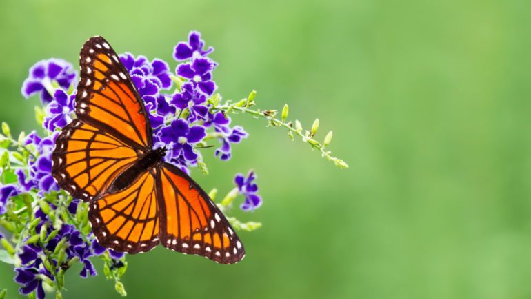 5 Tips for Creating a Butterfly Garden in Your Backyard