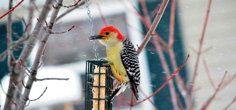 7 Easy Steps to Turn Your Yard Into a Bird Sanctuary