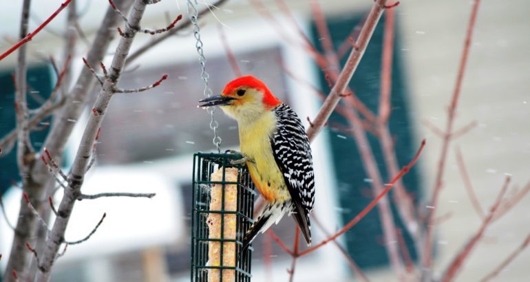 7 Easy Steps to Turn Your Yard Into a Bird Sanctuary