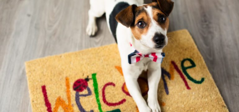 5 Products to Keep the Pets Happy and Your Home Beautiful