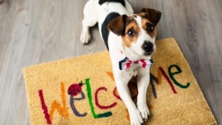 5 Products to Keep the Pets Happy and Your Home Beautiful