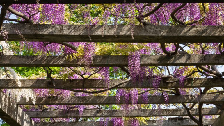 Pergolas: The Perfect Spot for Relaxing Outdoors