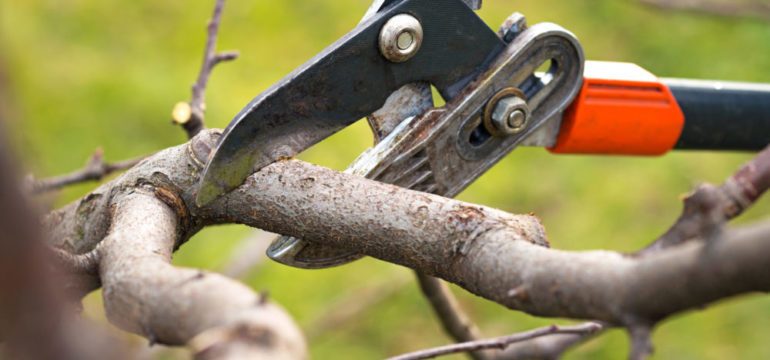 How to Safely Prune a Tree