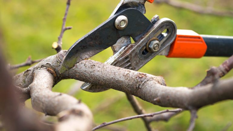 How to Safely Prune a Tree