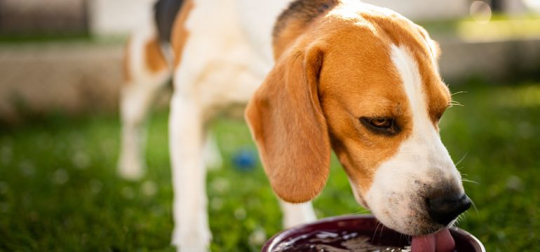 Beagle drinking water from a bowl to cool off from summer sun in the shade on backyard lawn. Pet care is important item on July To-Dos list.