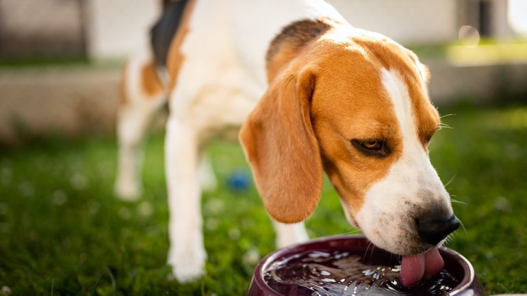 Beagle drinking water from a bowl to cool off from summer sun in the shade on backyard lawn. Pet care is important item on July To-Dos list.