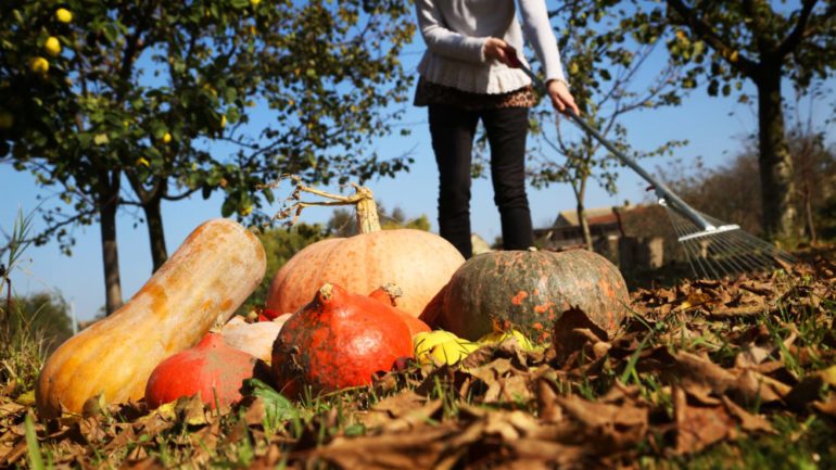 Homeowner raking leaves with pumpkins on lawn to show chores on Fall To-Do list.