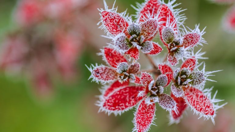 Photo of barren garden transformed with winter plants. The first frosts and frozen leaves of plants.