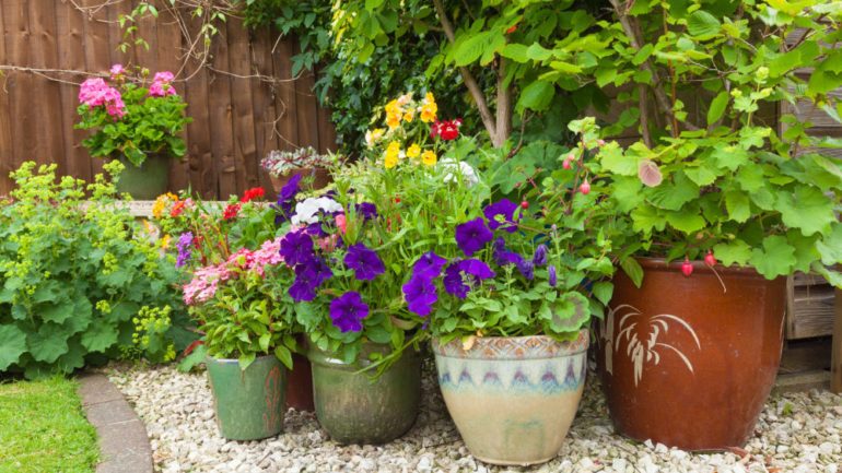 Shady corner of a garden with plant containers full of colorful flowers.