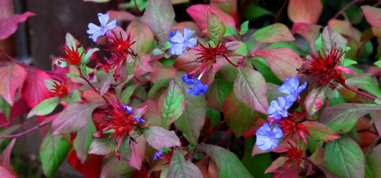 Faux flowers in red and greens.