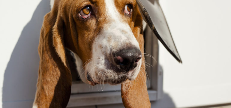 A basset hound coming though a house dog door.