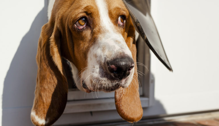 A basset hound coming though a house dog door.