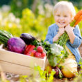 Cute little boy holding a bunch of fresh organic carrots in a vegetable and herb garden.