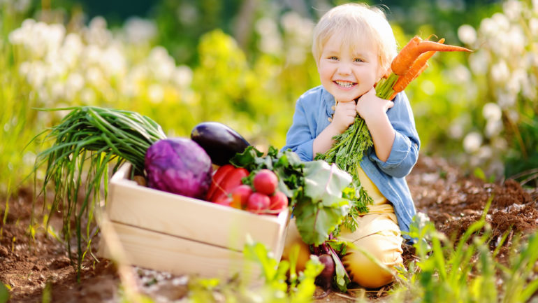 Cute little boy holding a bunch of fresh organic carrots in a vegetable and herb garden.