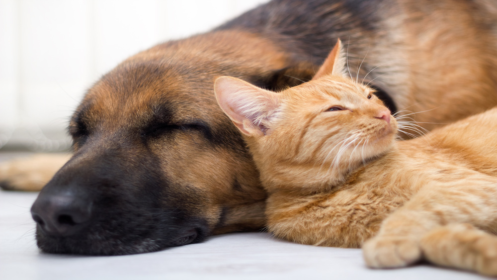 New pet cat and dog resting together at home.