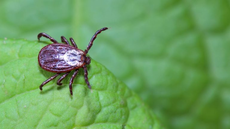 Ticks sitting on a greet leaf in a forest.