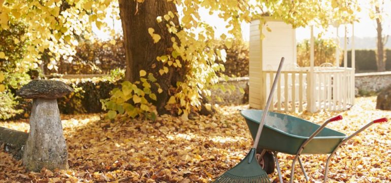 Photo of fall lawn maintenance tasks being completed with a rake and wheelbarrow amongst falling leaves.