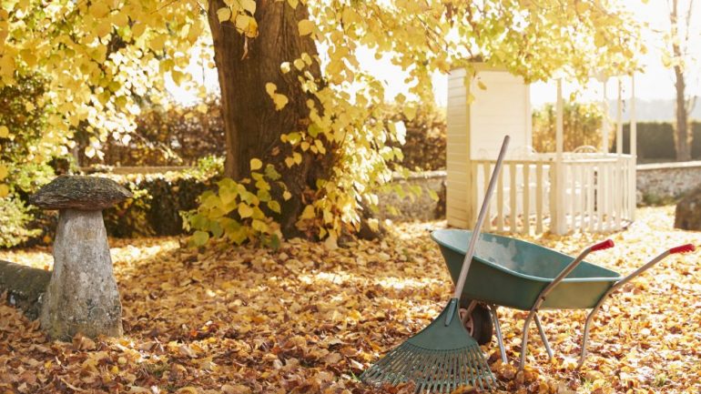 Photo of fall lawn maintenance tasks being completed with a rake and wheelbarrow amongst falling leaves.