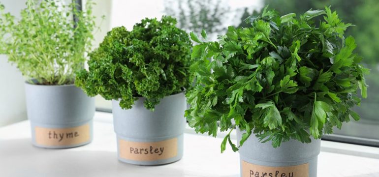 Seedlings of different aromatic herbs in pots with name labels on white wooden window sill make a perfect indoor kitchen garden.