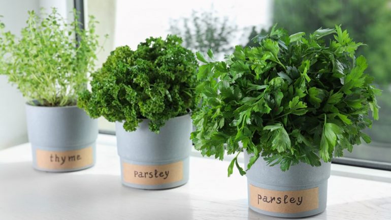 Seedlings of different aromatic herbs in pots with name labels on white wooden window sill make a perfect indoor kitchen garden.