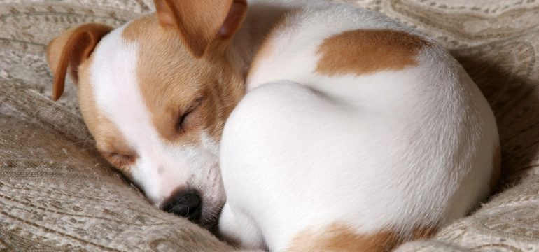 Sleeping dog showing how to live with pets in small spaces.