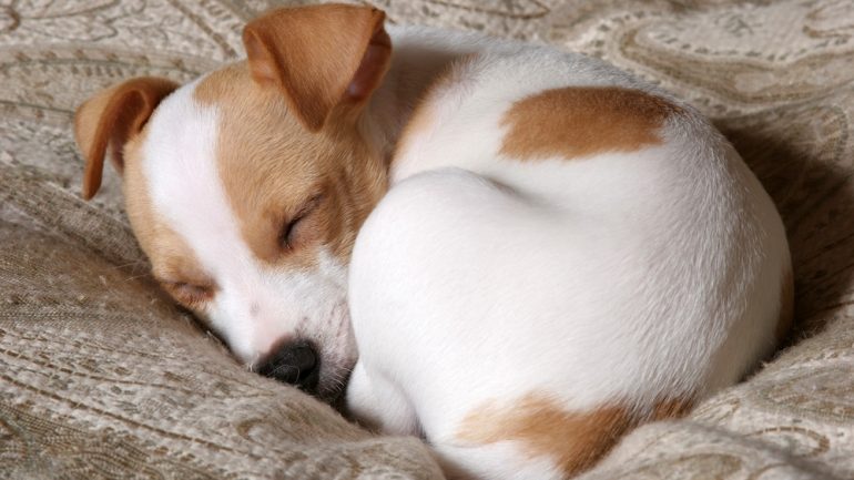 Sleeping dog showing how to live with pets in small spaces.