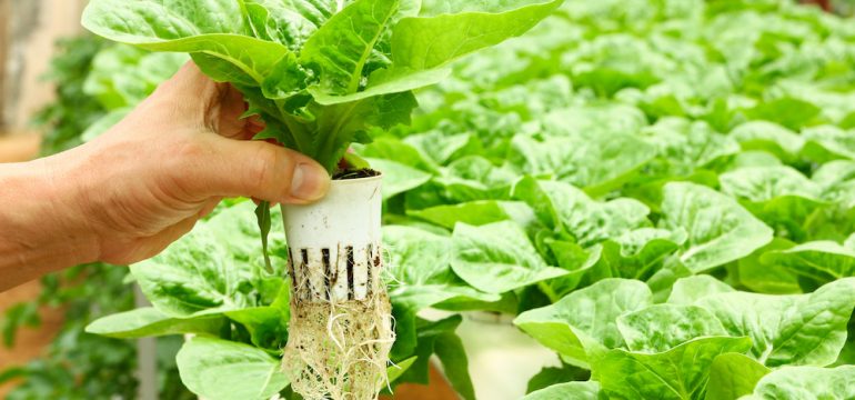 A hand holding a new leafy green vegetable plant in a hydroponics system.