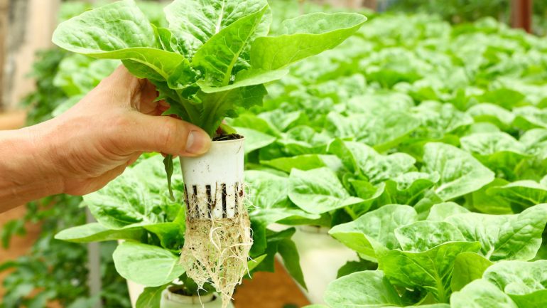 A hand holding a new leafy green vegetable plant in a hydroponics system.