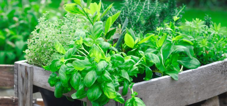 Fresh basil growing in a herb garden crate amongst a variety of other organic herbs for use as an ingredient in home cooking.