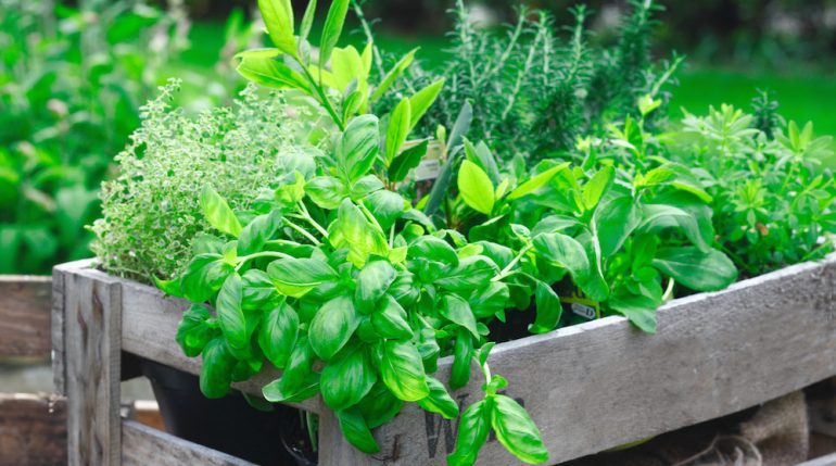 Fresh basil growing in a herb garden crate amongst a variety of other organic herbs for use as an ingredient in home cooking.