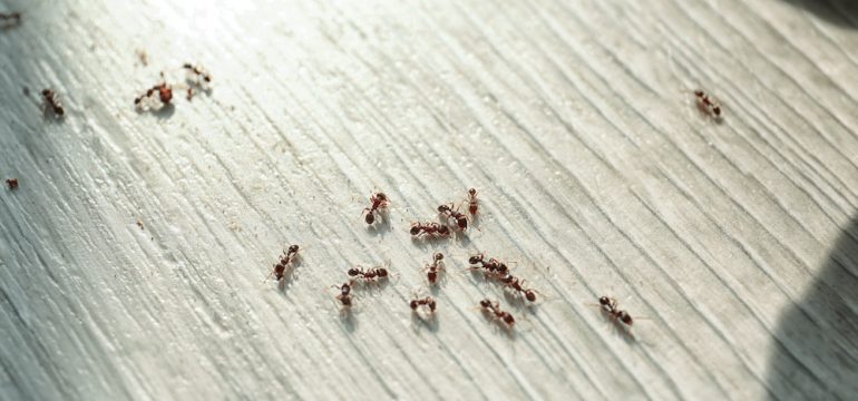 Many black ants on floor at home. Ant control concept.