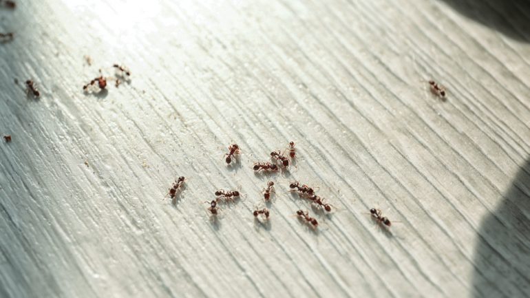 Many black ants on floor at home. Ant control concept.
