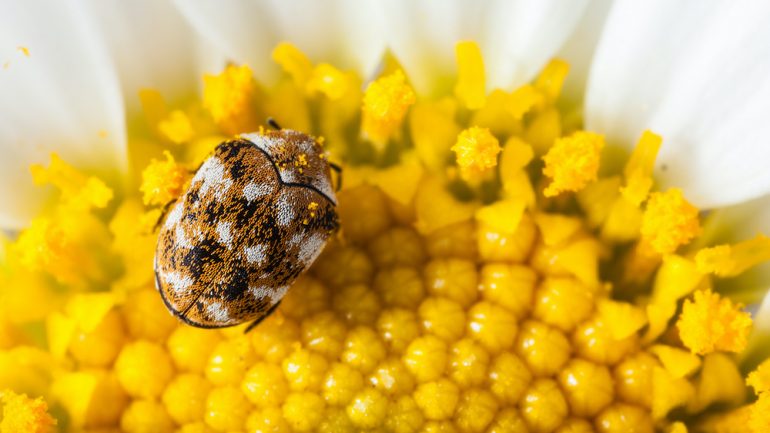 Macro shot of a varied carpet beetle on a white daisy.