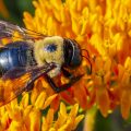 A carpenter bees busy pollinating a bright yellow and orange flower.