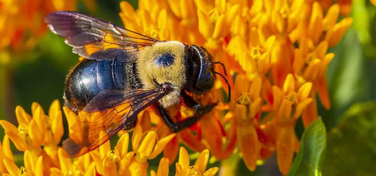 A carpenter bees busy pollinating a bright yellow and orange flower.