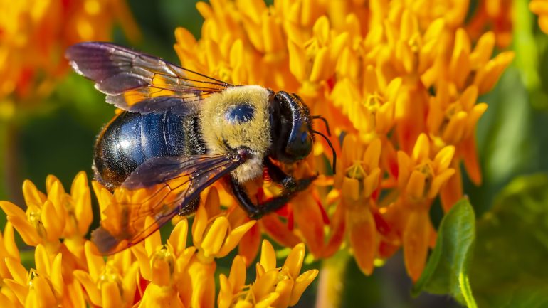 A carpenter bees busy pollinating a bright yellow and orange flower.