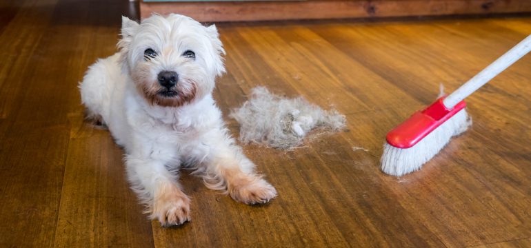 Dog moulting and shedding hair and broom sweeping fur from west highland white terrier indoors against hardwood that are best floors for pets.