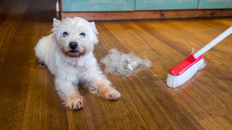 Dog moulting and shedding hair and broom sweeping fur from west highland white terrier indoors against hardwood that are best floors for pets.